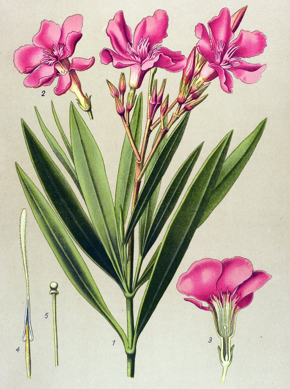 Kasvitieteellinen levy, myrkyllinen ja lääkekasvi: vaaleanpunainen laakerinlehti (Nerium oleander) tekijältä Unbekannter Künstler