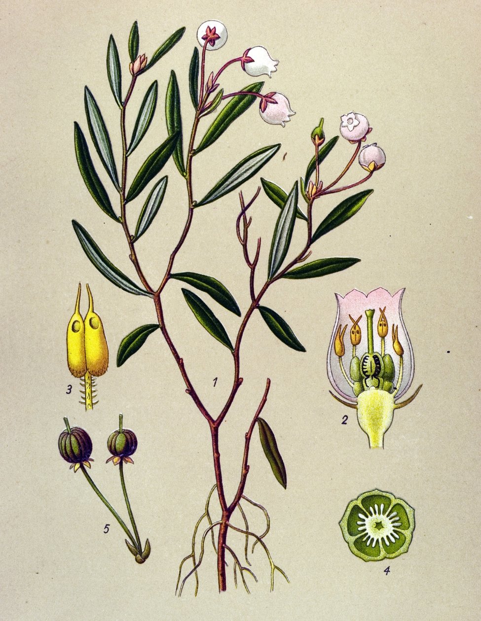 Kasvitieteellinen levy, myrkyllinen kasvi (myrkyllinen): Andromedalla on poloniumlehtiä (Andromeda polifolia) tekijältä Unbekannter Künstler