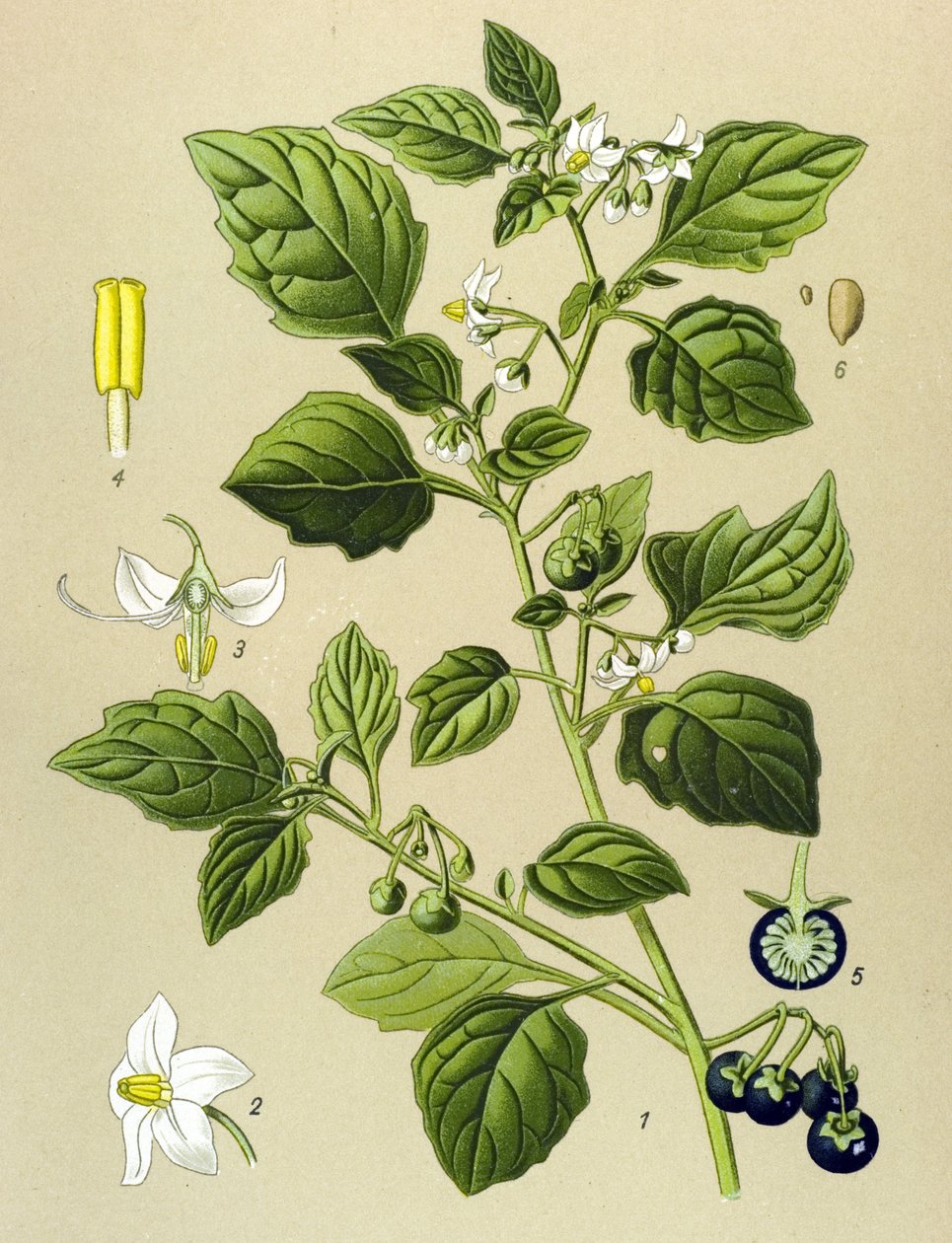 Kasvitieteellinen lauta, veneen kasvi (myrkyllinen): Black nightshade (Solanum nigrum) tekijältä Unbekannter Künstler