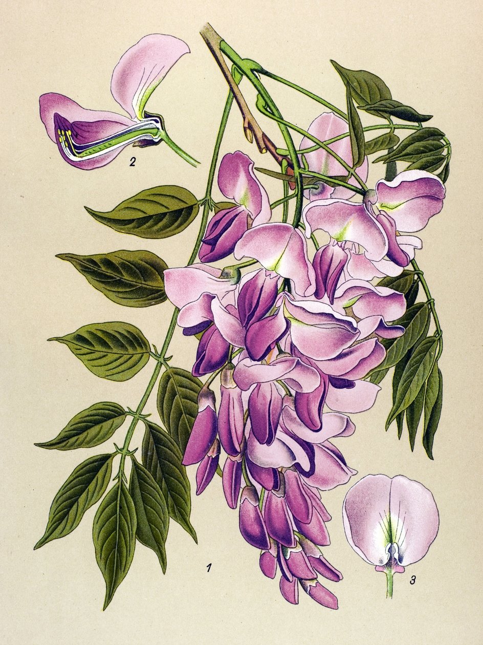 Kasvitieteellinen levy, myrkyllinen kasvi (myrkyllinen): kiinalainen glysiini (Wisteria chinensis) tekijältä Unbekannter Künstler