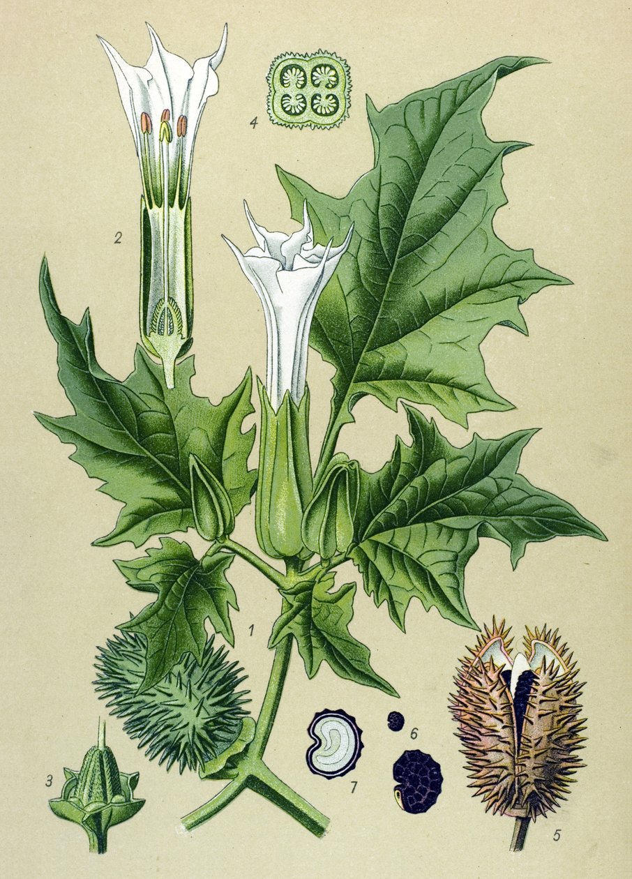 Kasvipuu, myrkyllinen kasvi (myrkyllinen): Datura stramoine tai stramoine officinal (Datura Stramonium) tekijältä Unbekannter Künstler
