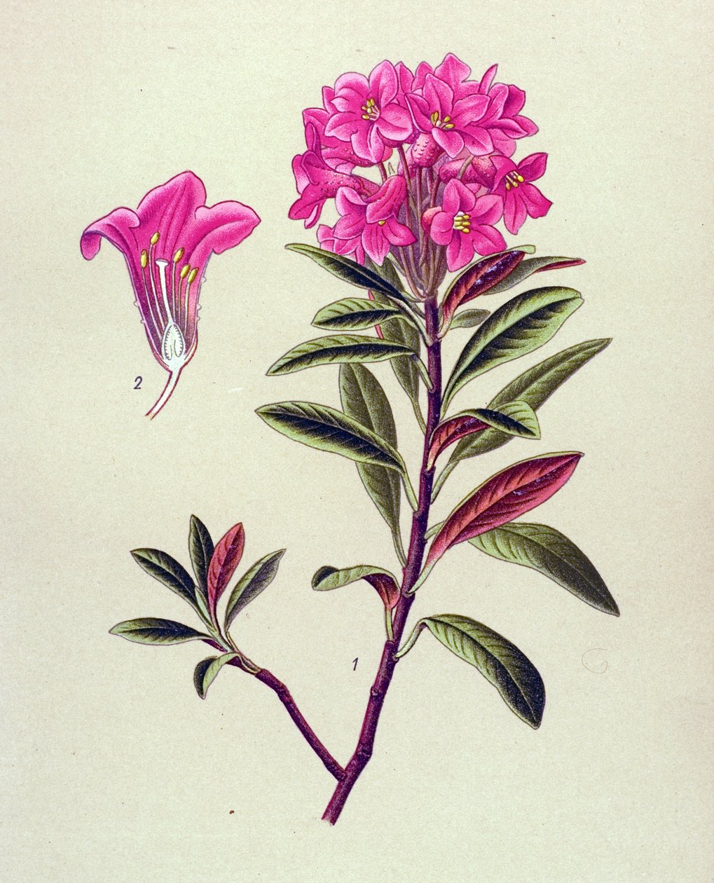 Kasvitieteellinen lauta, veneinen kasvi (myrkyllinen): Ferruginous rhododendron (Rhododendron ferrugineum) tekijältä Unbekannter Künstler