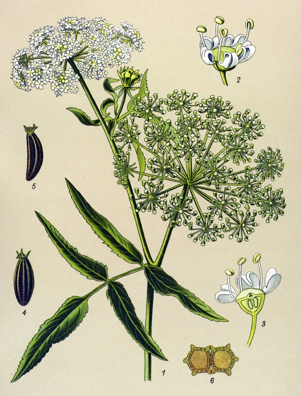 Kasvitieteellinen lauta, veneinen kasvi (myrkyllinen): Great Berle (Sium latifolium) tekijältä Unbekannter Künstler