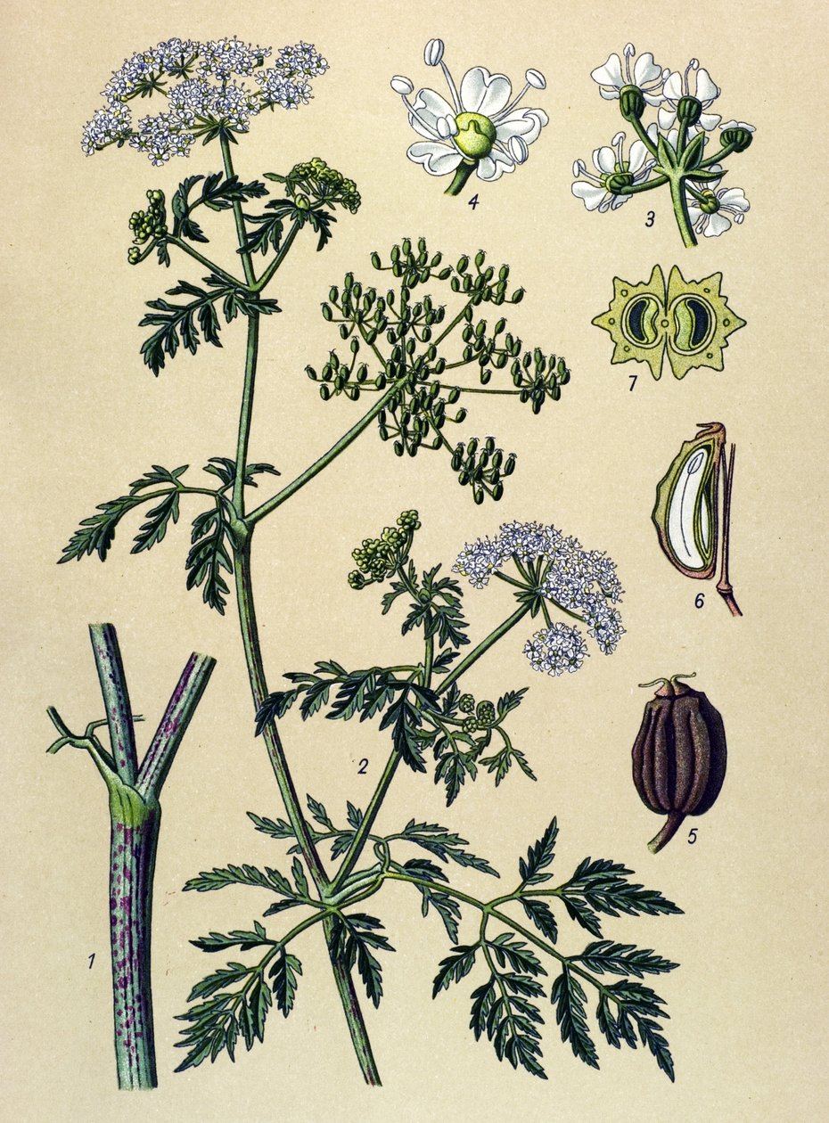 Kasvitieteellinen lauta, veneinen kasvi (myrkyllinen): Hemlock (Conium maculatum) tekijältä Unbekannter Künstler
