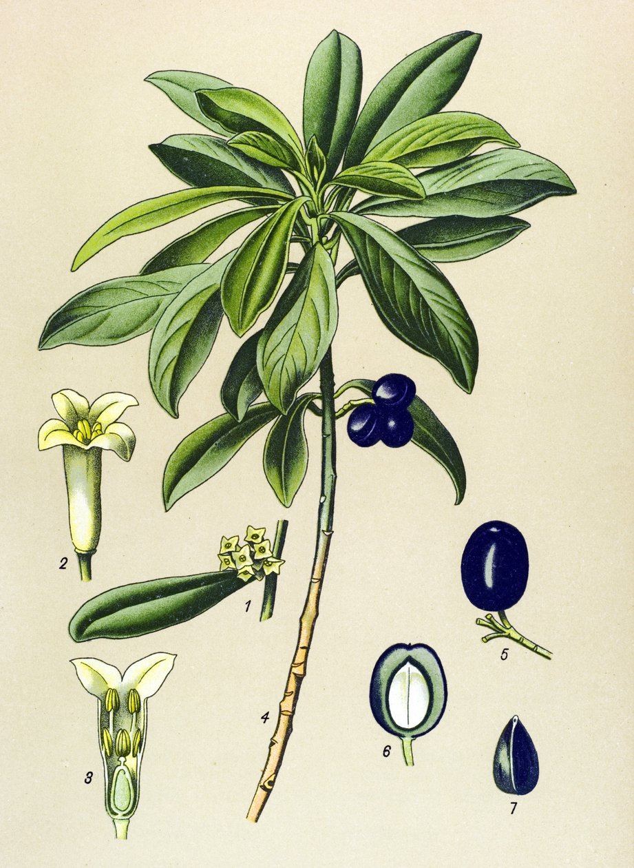 Kasvitieteellinen lauta, veneinen kasvi (myrkyllinen): Laurel (Daphne Laureola) tekijältä Unbekannter Künstler