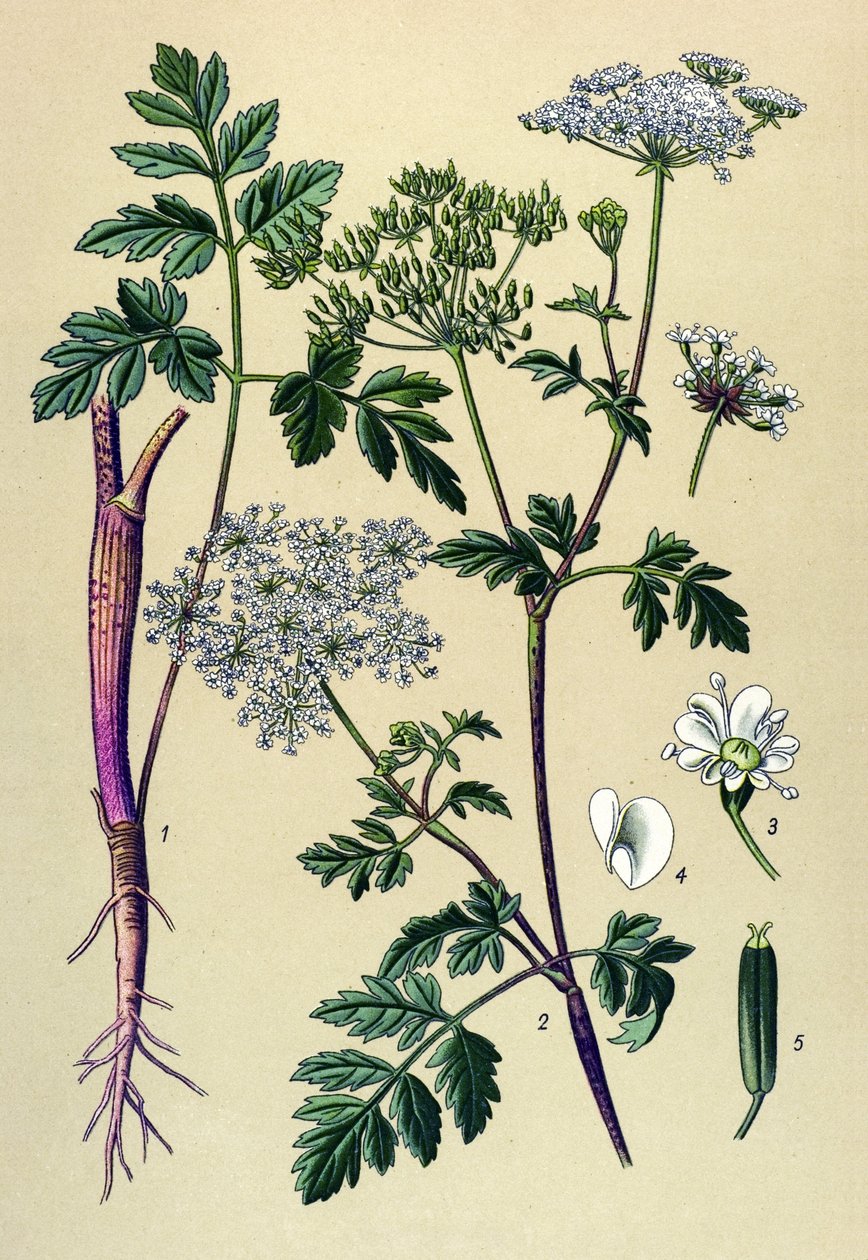 Kasvitieteellinen lauta, veneinen kasvi (myrkyllinen): Kalteva kirsikka (Chaerophyllum temulum) tekijältä Unbekannter Künstler