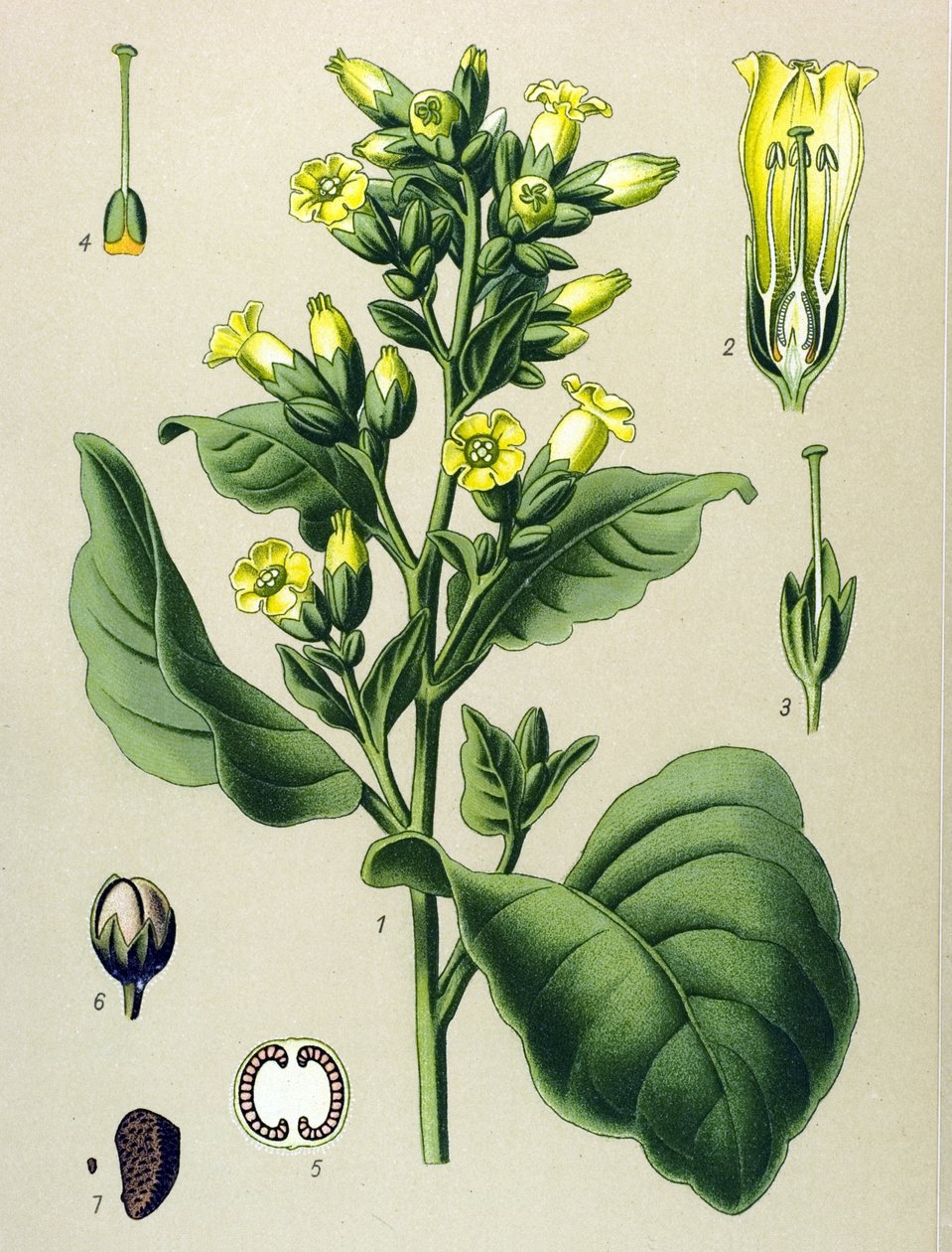 Kasvitieteellinen kartonki, myrkyllinen kasvi: Mapacho valkoinen tupakka (Nicotiana rustica) (Nicotiana tabacum) tekijältä Unbekannter Künstler