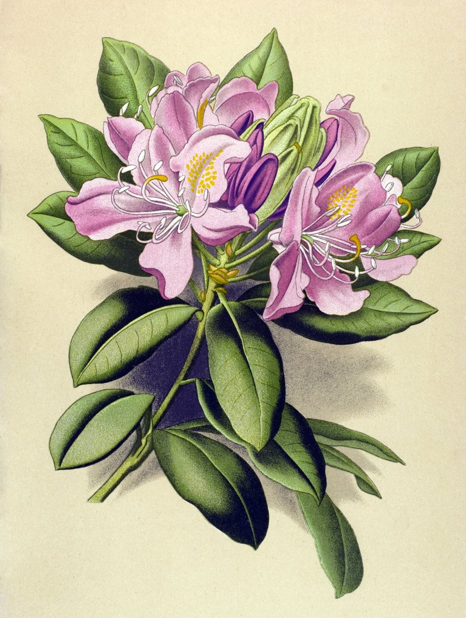Kasvitieteellinen lauta, veneinen kasvi (myrkyllinen): Pontic Rhododendron (Rhododendron pontium) tekijältä Unbekannter Künstler