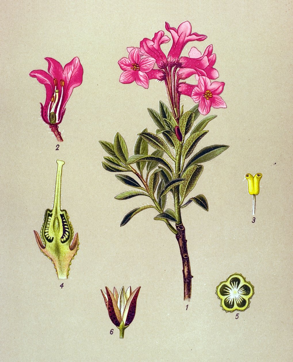 Kasvitieteellinen lauta, veneinen kasvi (myrkyllinen): Rhododendron cilie (Rhododendron hirsutum) tekijältä Unbekannter Künstler