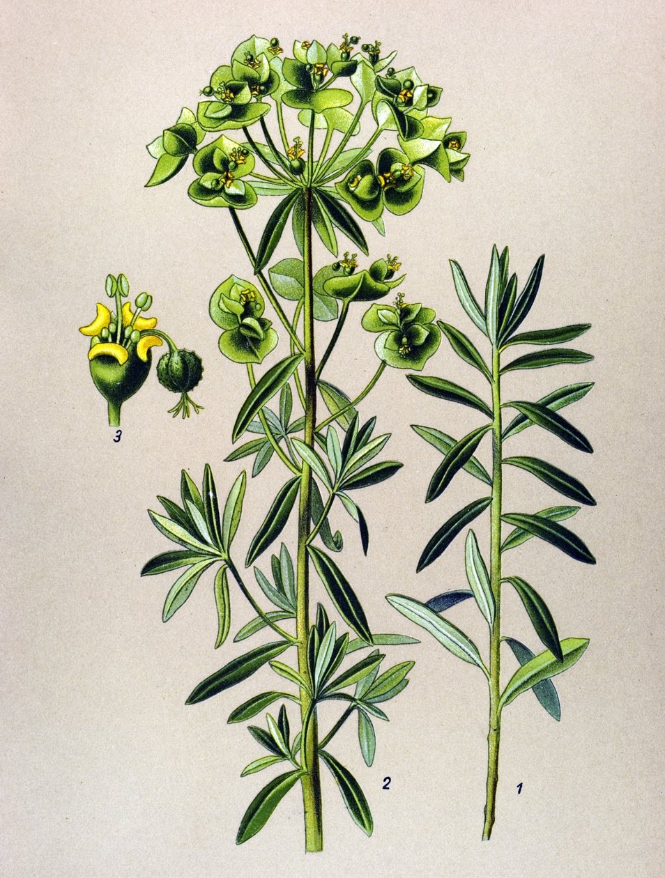 Kasvitieteellinen lauta, veneinen kasvi (myrkyllinen): Pyöreä Eule tai Euphorbia Peplus (Euphorbia Peplus) tekijältä Unbekannter Künstler