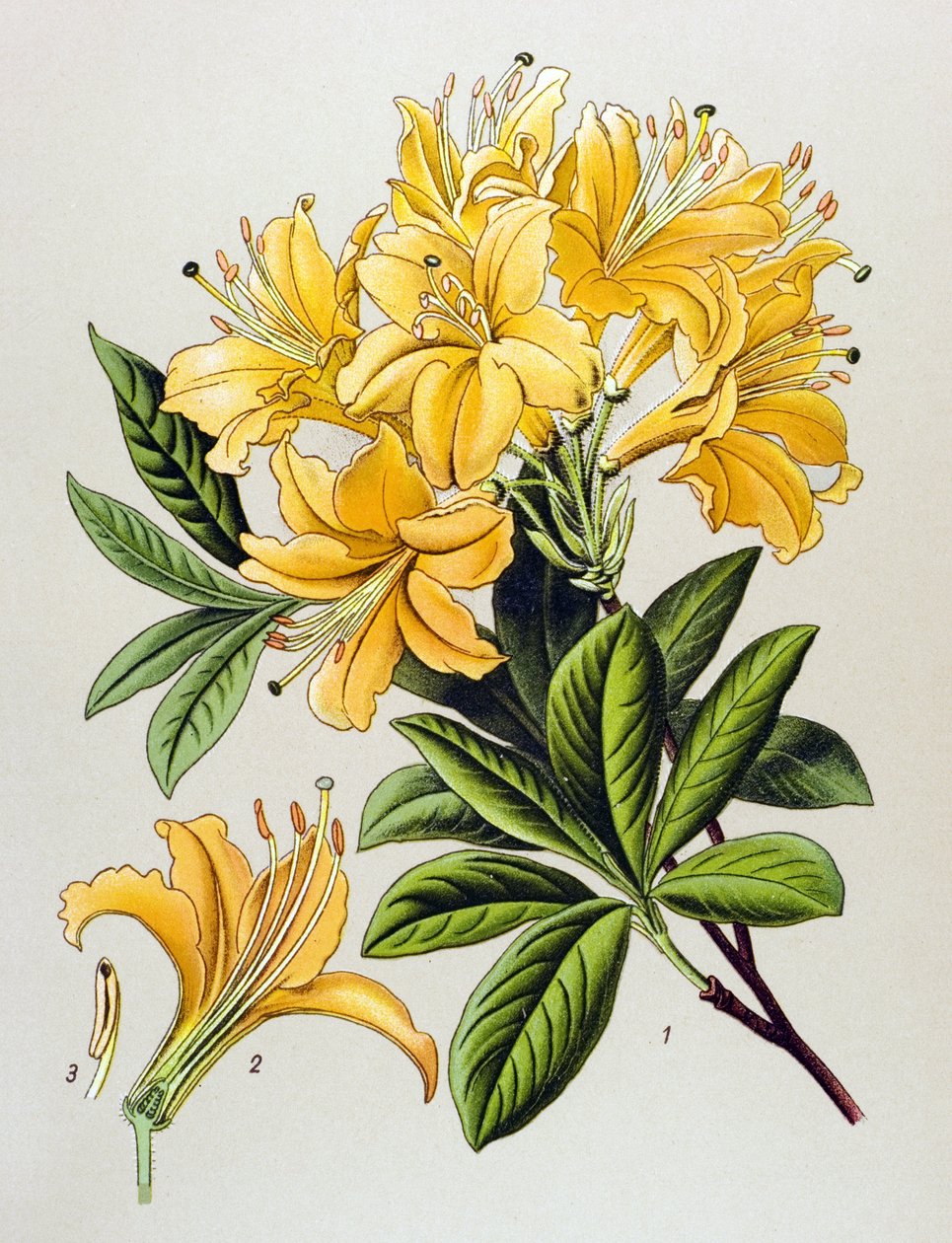 Kasvitieteellinen lauta, veneinen kasvi (myrkyllinen): Keltainen atsalee (Rhododendron luteum) tekijältä Unbekannter Künstler