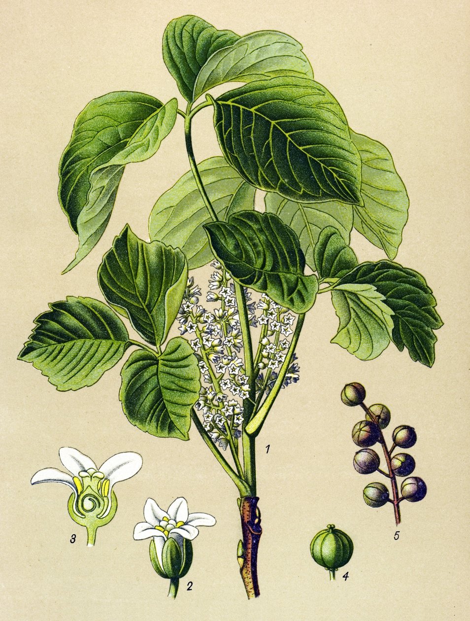 Kasvitieteellinen lauta, veneen kasvi (myrkyllinen): kiipeilysumakki (Rhus toxicodendron) tekijältä Unbekannter Künstler