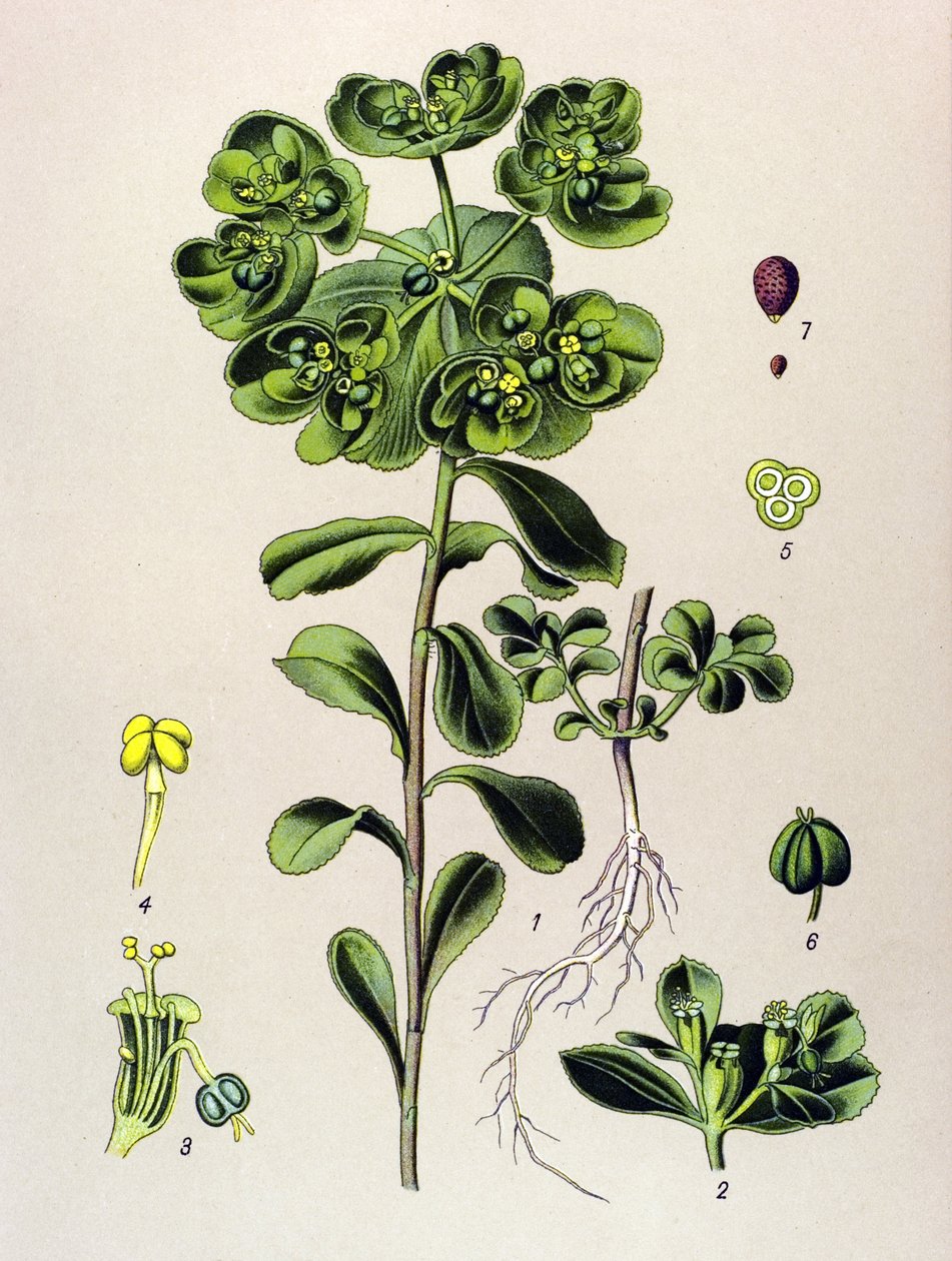 Kasvitieteellinen lauta, veneinen kasvi (myrkyllinen): euphorbia heräävä aamu tai pieni valo (Euphorbia helioscopia) tekijältä Unbekannter Künstler