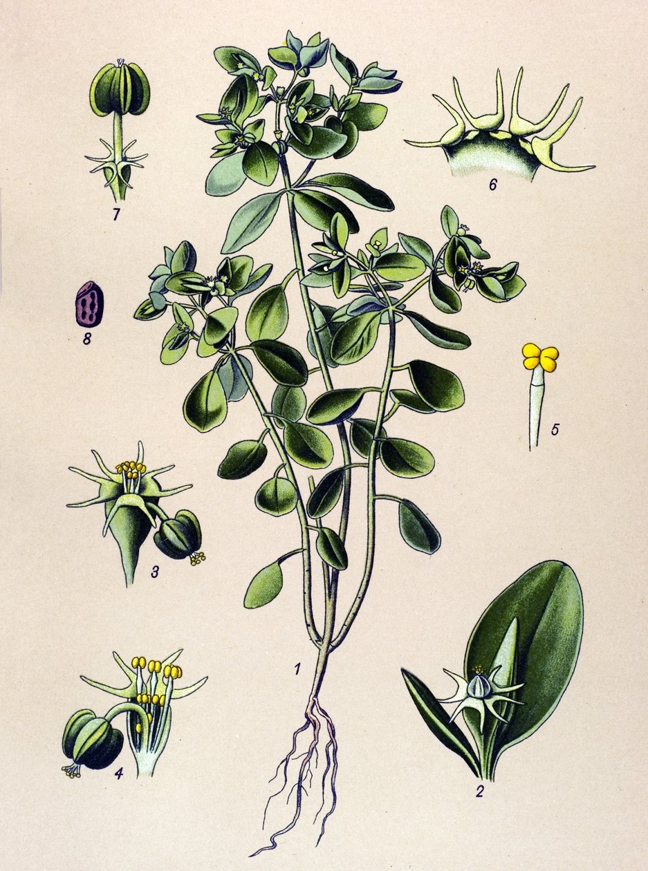 Kasvitieteellinen lauta, veneen kasvi (myrkyllinen): euphorbia esule tai euphorbia acre tekijältä Unbekannter Künstler