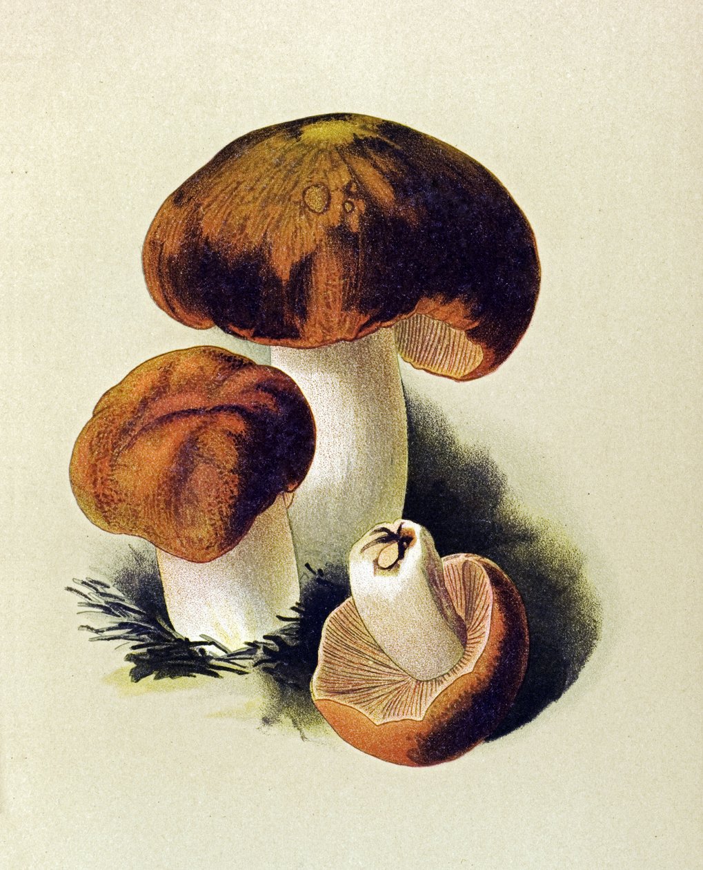 Kasvitieteellinen levy, jossa on myrkyllinen sieni (myrkyllinen): Russule foetens (Russula foetens) tekijältä Unbekannter Künstler