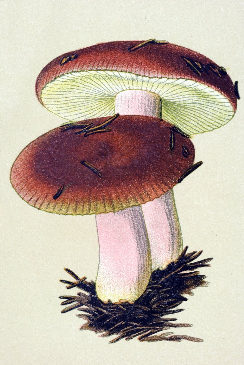 Kasvitieteellinen lauta, jossa on myrkyllinen sieni (laskimosieni): oksentelua aiheuttava russule (Russula emetica) tekijältä Unbekannter Künstler