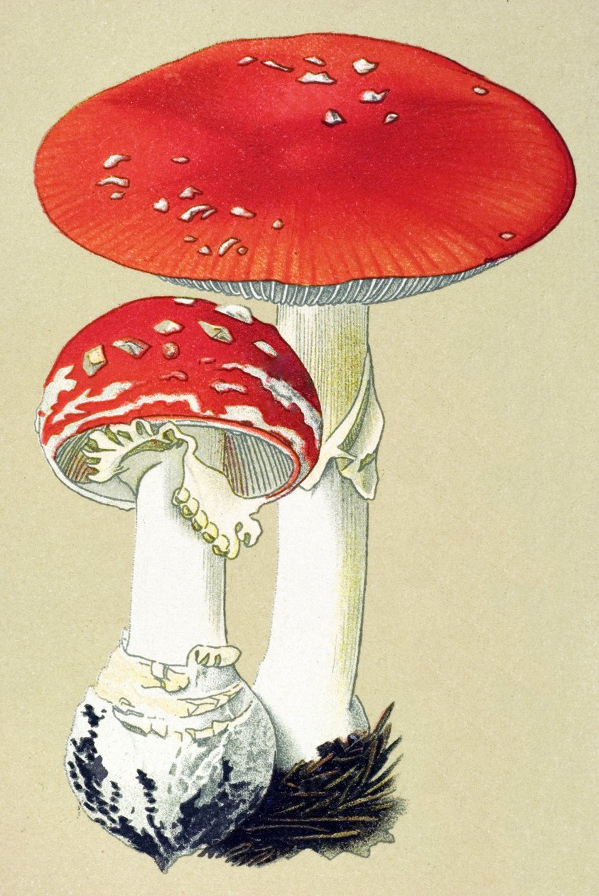 Kasvitieteellinen lauta, jossa on myrkyllistä sientä (myrkyllinen): kärpäsalaniitti (tappaa kärpäsiä) tai väärä appelsiini (Amanita muscaria) tekijältä Unbekannter Künstler