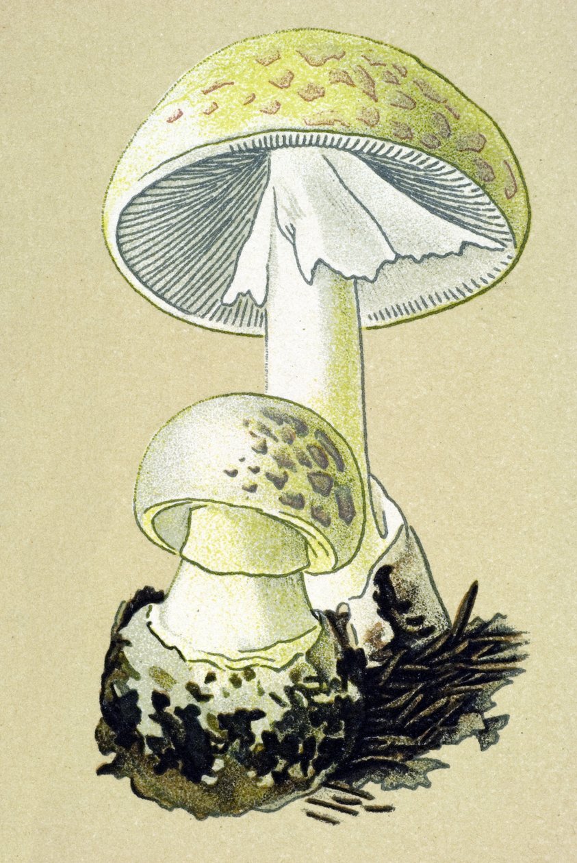 Kasvitieteellinen levy, jossa on myrkyllinen sieni (laskimo): falloidinen amaniitti (Amanita phalloides) tekijältä Unbekannter Künstler