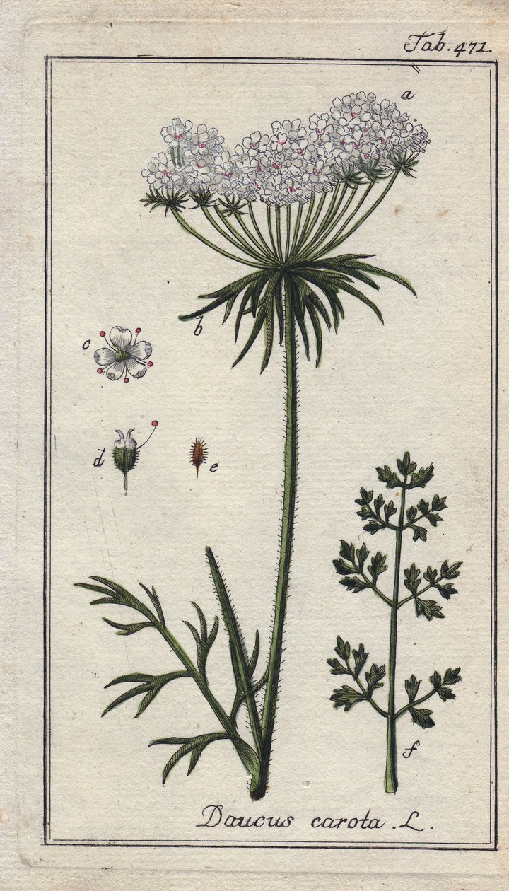 Kasvitieteellinen: porkkanankukka - Porkkanan kukat ja lehdet, Daucus carota. Käsinväritetty kuparikaiverrus B. Thannerin piirroksesta Johannes Zornin teoksesta "Icons plantarum medicinalium", Saksa. tekijältä Unbekannter Künstler