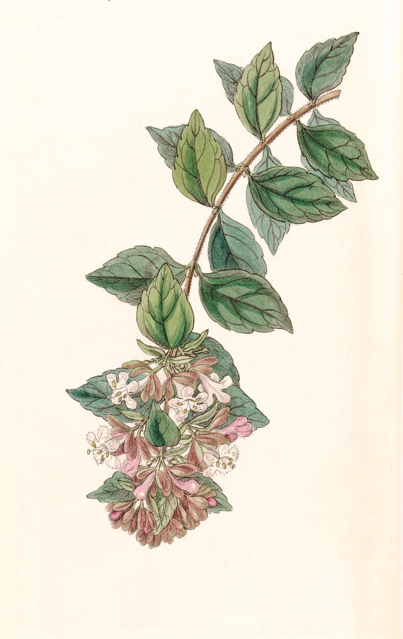 Kasvitieteellinen kuva/Abelia chinensis/Abelia rupestris/Abelia of China/Abelia Rock tekijältä Unbekannt
