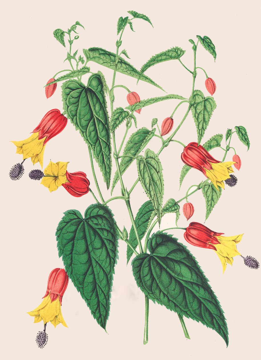 Kasvitieteellinen kuva/Abutilon megapotamicum/Abutilon tekijältä Unbekannter Künstler