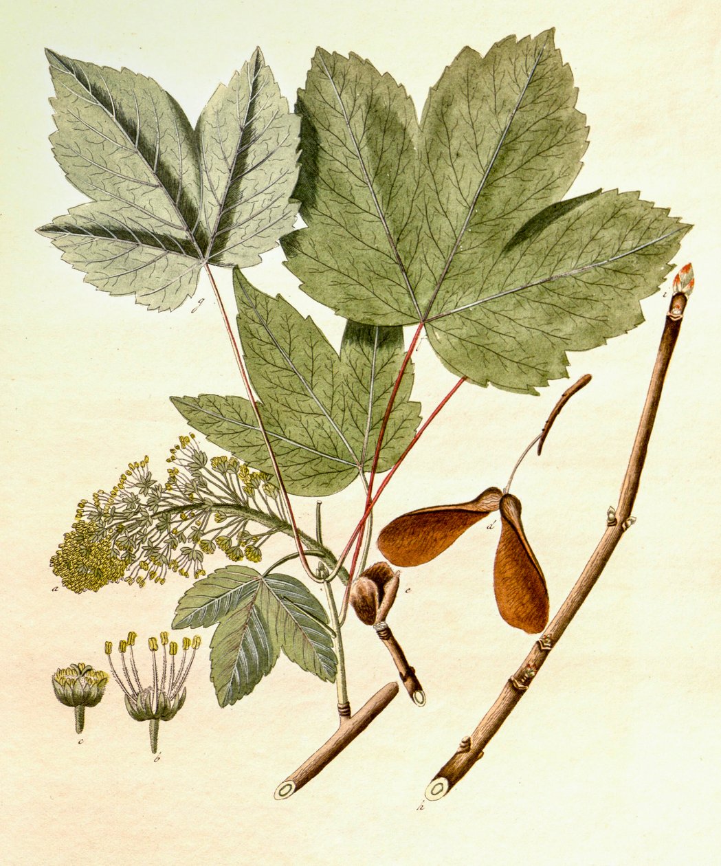 Kasvitieteellinen kuva/Acer pseudoplatanus/Sycamore Maple tekijältä Unbekannt