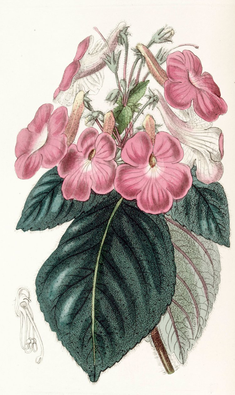 Kasvitieteellinen kuva/Achimenes grandiflora/Achimenessa on suuret kukat tekijältä Unbekannt