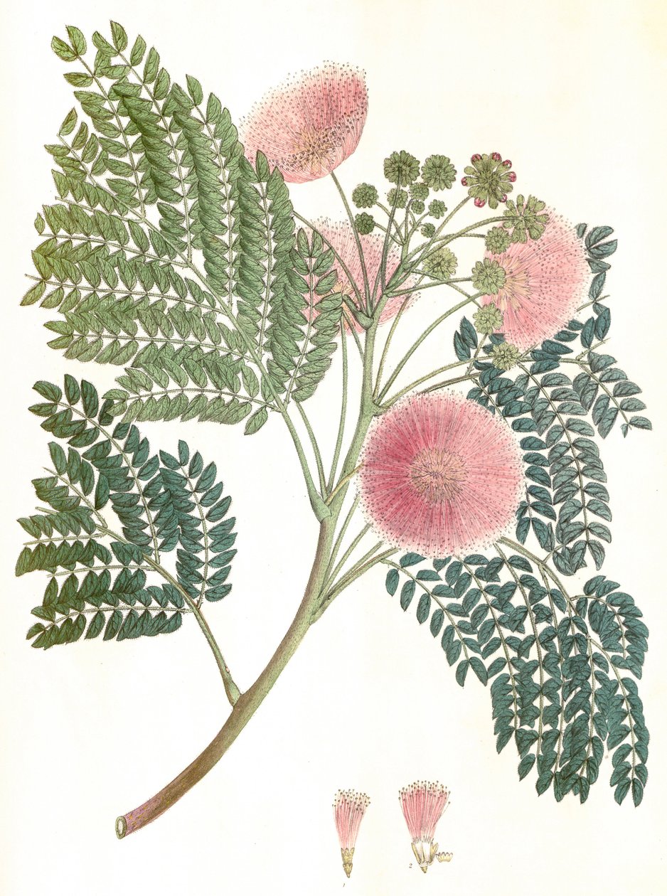 Kasvitieteellinen kuva/Albizia julibrissin/Silk tree/Mimosa de Constantinople tekijältä Unbekannter Künstler