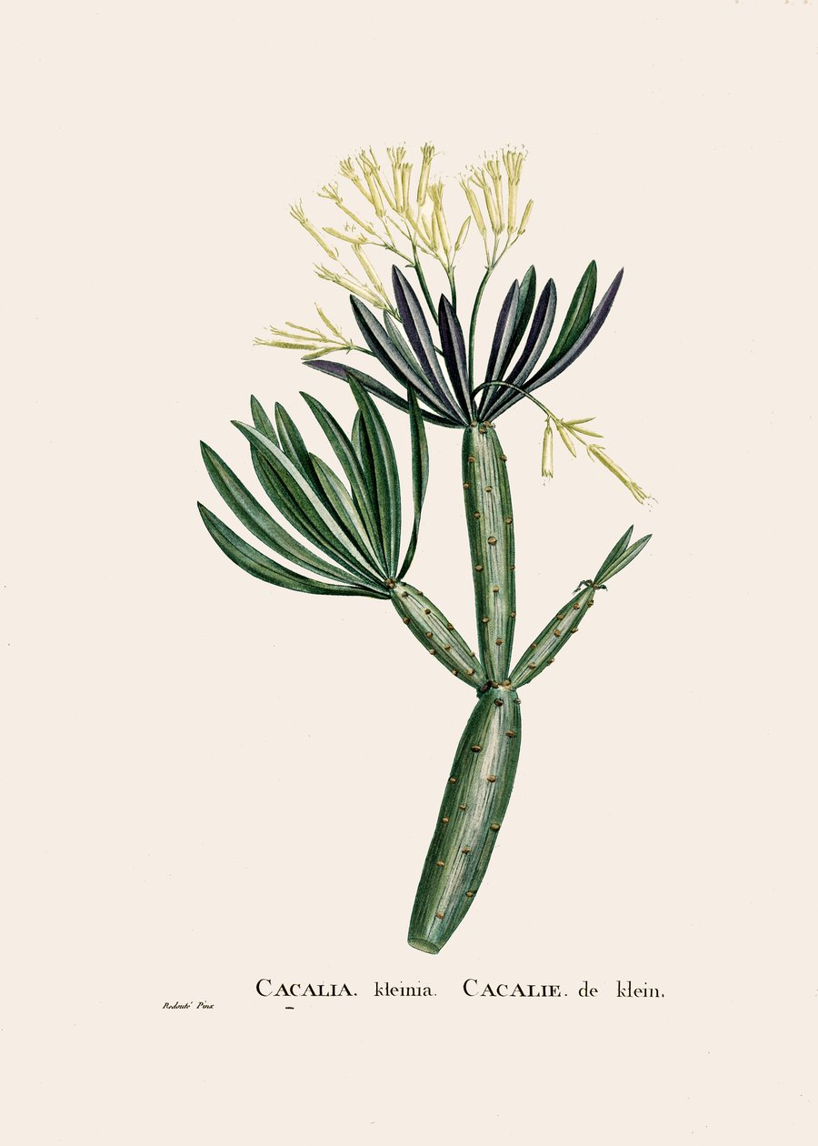 Il·lustració botànica/Redoubt/Senecio kleinia/Seneconfinnish tekijältä William M. Timlin