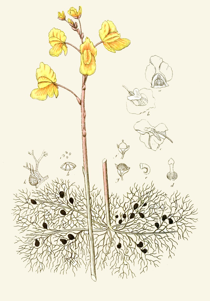 Kasvitieteellinen kuva / Utricularia vulgaris / Tavallinen utricular tekijältä Unbekannt