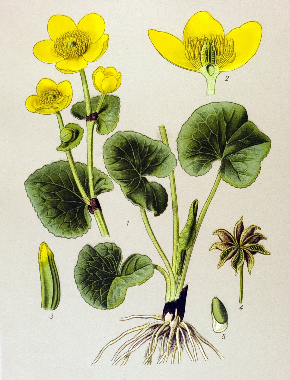 Kasvitieteellinen lankku. Veneen kasvi (myrkyllinen): suopopulaatio (Caltha palustris) tekijältä Unbekannter Künstler