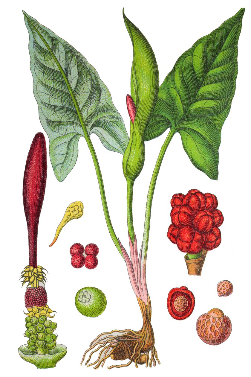 Kasvitieteellinen kilpi: Arum-täplä (Wild arum tai Arum maculatum), lääkekasvi, historiallinen kromolitografia. tekijältä Unbekannter Künstler