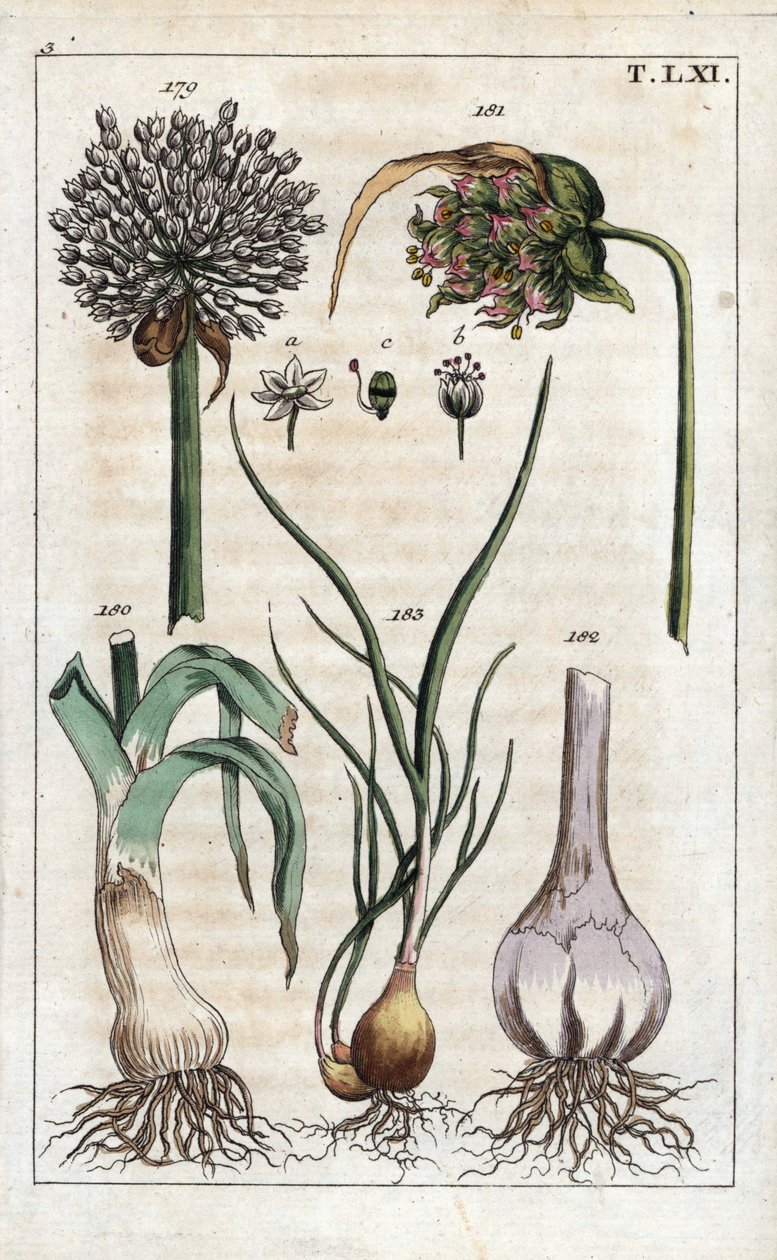 Kasvitieteet: purjo, valkosipuli, echalote - purjo, Allium pollum 179, valkosipulin kukka, Allium sativum 181, valkosipulin sipuli 182, ja salottisipuli, Allium cepa var. aggregatum, ascalonicum. tekijältä Unbekannter Künstler