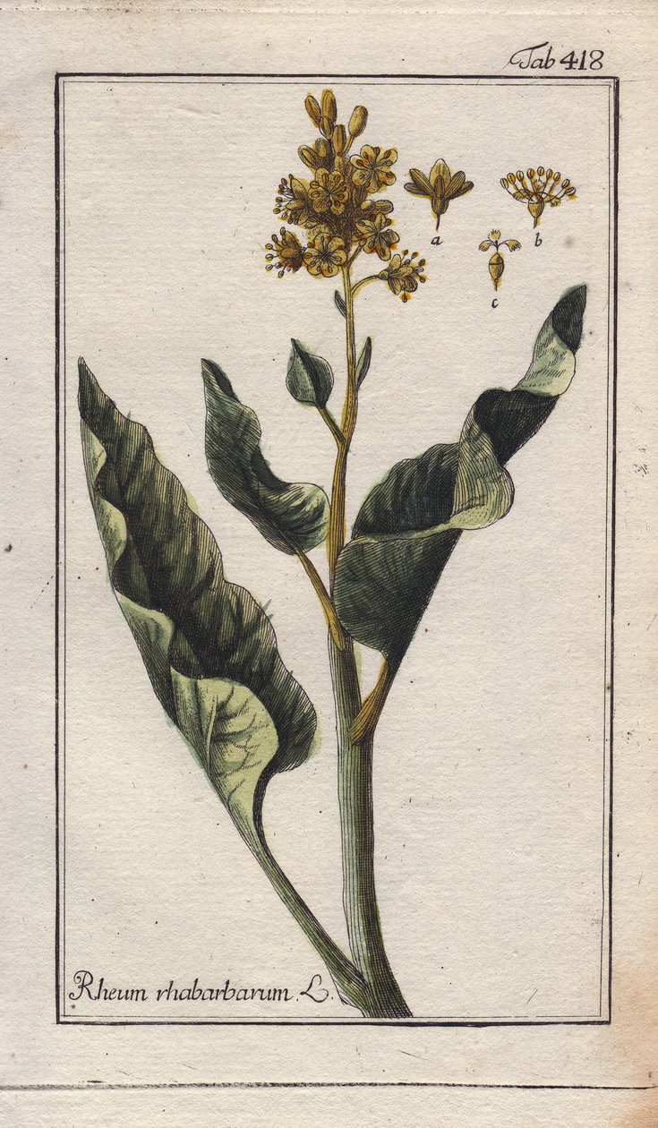 Kasvitieteet: raparperin lehdet - raparperin lehdet, Rheum rhabarbarum. Käsinväritetty kuparikaiverrus B. Thannerin piirroksesta Johannes Zornin teoksesta "Icons plantarum medicinalium", Saksa. tekijältä Unbekannter Künstler