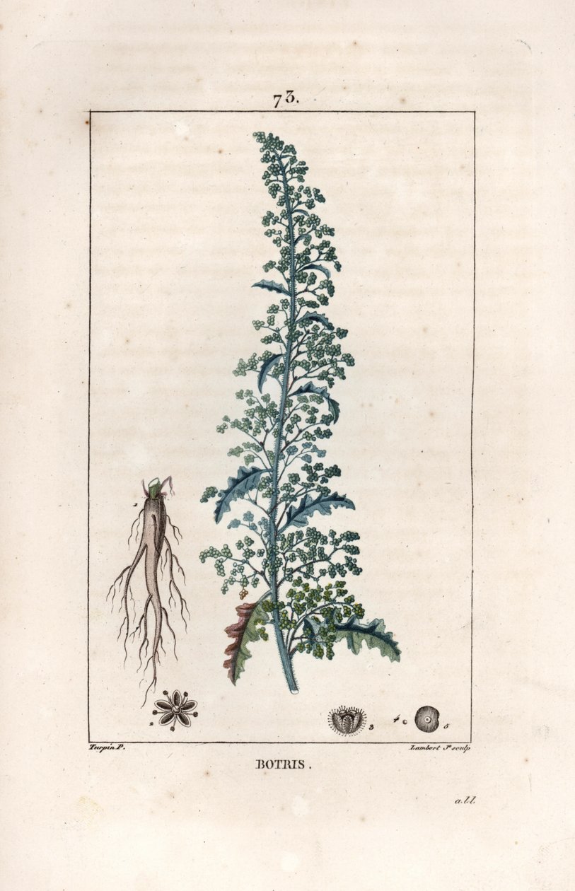 Botris (Chenopodium botrys) - Lambert filsin kaiverrus Pierre Jean Francois Turpinin (1775-1840) piirroksen mukaan, teoksesta La flore medicale, Chaumeton, Poiret et Chamberet, Pariisi 1830 - Jerusalem oak goosefoot, Dysphania botrys - Lambertin kaiverrus  tekijältä Unbekannter Künstler