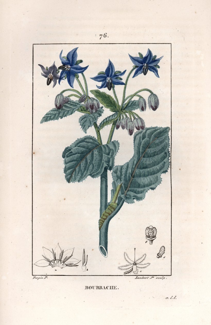 Bourrache officinale - Lambert filsin kaiverrus Pierre Jean Francois Turpinin (1775-1840) piirroksen mukaan, teoksesta La flore medicale, de Chaumeton, Poiret et Chamberet, Pariisi 1830 - Borage tai tähtikukka, Borago officinalis - Lambert Junior filsin ka tekijältä Unbekannter Künstler