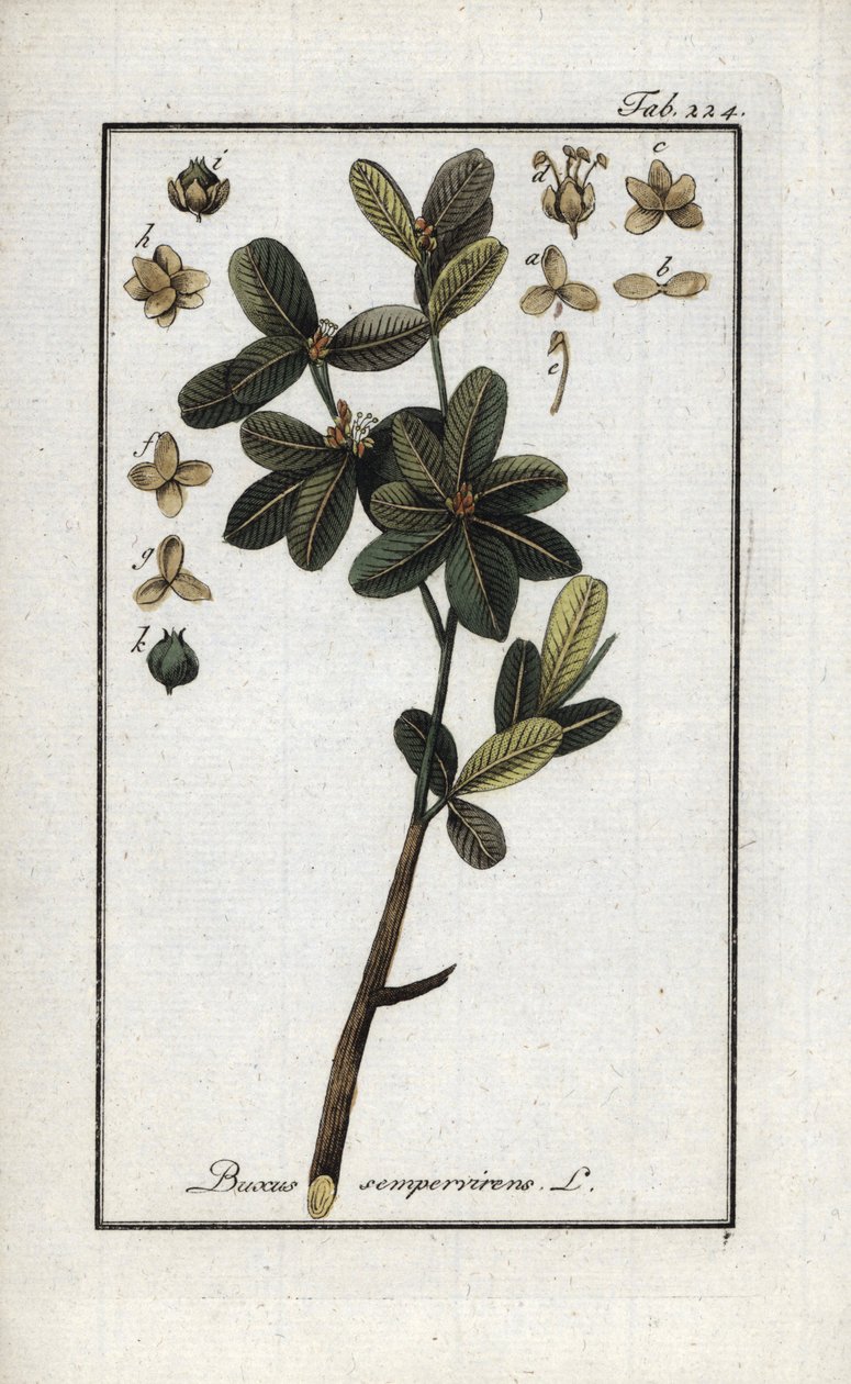 Puksipuu tai vielä vihreä puksipuu (Buxus sempervirens). Litografia Johannes Zornin (1739-1799) teoksesta "Afbeelding der Artseny-Gewassen", Alankomaat. tekijältä Unbekannter Künstler