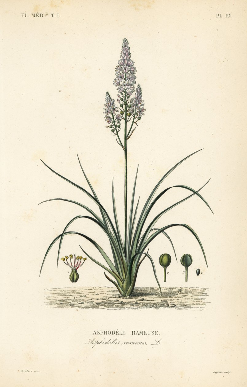 Haaroittunut asphodel, Asphodelus ramosus, Asphodele rameuse tekijältä Unbekannt
