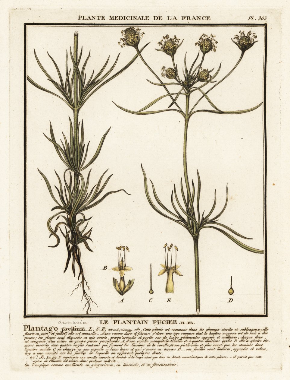 Haaroittunut jauhobanaani, Plantago indica. tekijältä Unbekannter Künstler