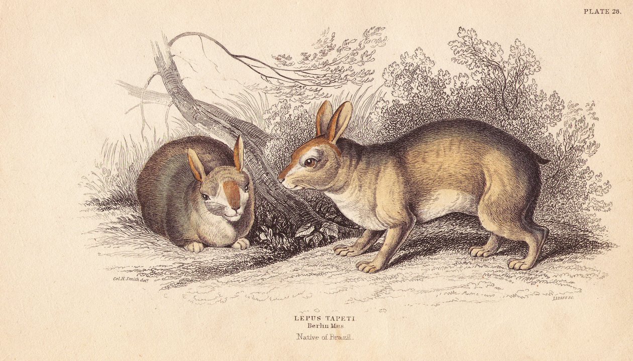 Brasilian kani, Sylvilagus brasiliensis (Lepus tapeti). Berliinin museossa olevista yksilöistä. Lizarsin käsin väritetty teräskaiverrus Charles Hamilton Smithin kuvituksen mukaan William Jardine