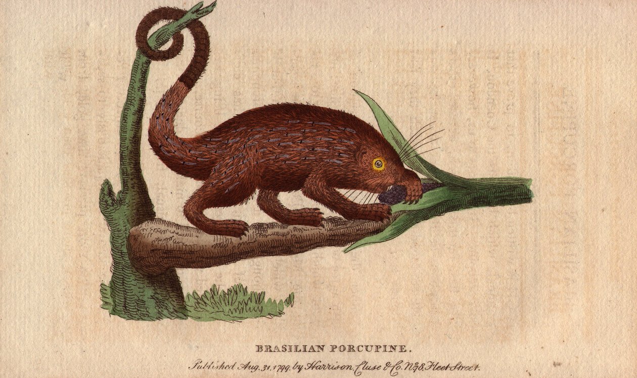 Bresilian epic pork (Coendou prehensilis), trooppisiin kantoihin kuuluva, puolimetsäeläimiin kuuluva amerikkalainen epic pork, jonka hännän avulla se pystyy kiipeilemään puihin. Thomas Pennantin (1726-1798) piirros. Litografia The Naturalist Pocket Magazin tekijältä Unbekannter Künstler
