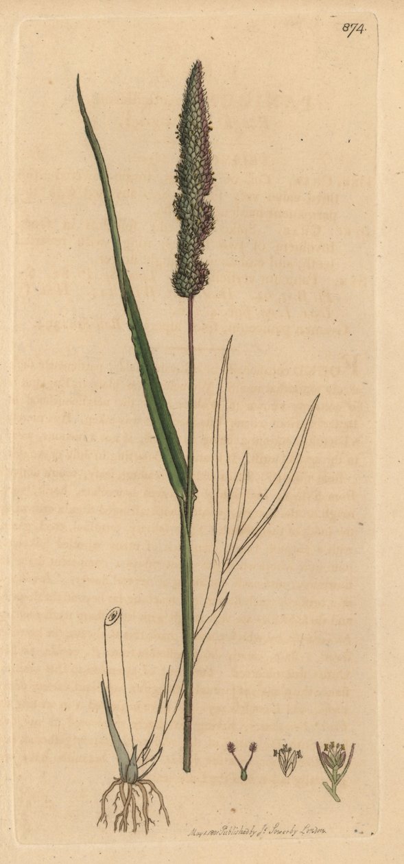 Karvahäntänurmikka, Setaria verticillata (Rough panick-grass, Panicum verticillatum) (vihreä setaire) Käsinvärinen kuparipiirros James Sowerbyn piirroksen mukaan James Smithin englantilaista kasvitieteellistä teosta varten. tekijältä Unbekannter Künstler