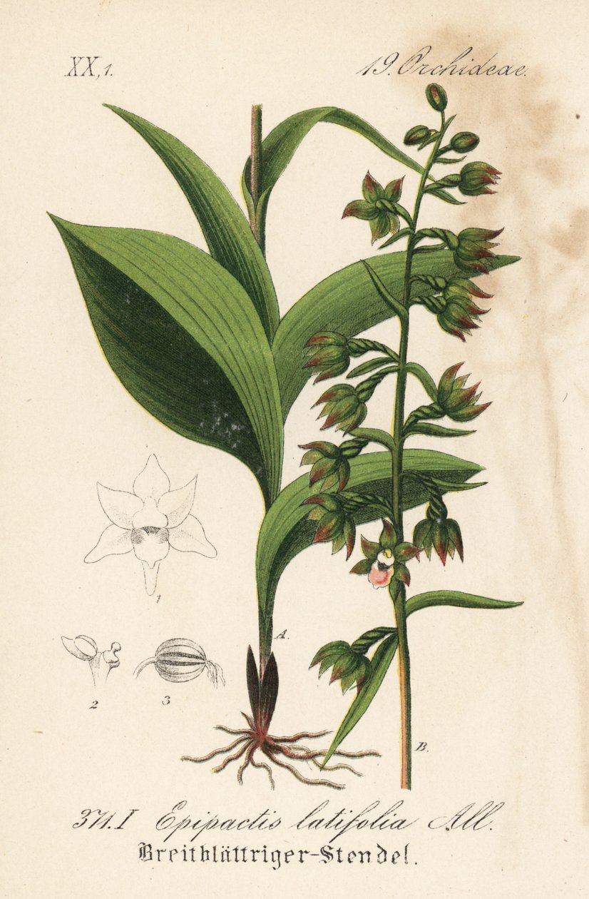 Leveälehtinen epitactis - Leveälehtinen helleboriini, Epipactis helleboriini (Epipactis latifolia). Käsin väritetty litografia Diederich von Schlechtendalin teoksesta Saksan kasvisto (Flora von Deutschland), Jena. tekijältä Unbekannter Künstler