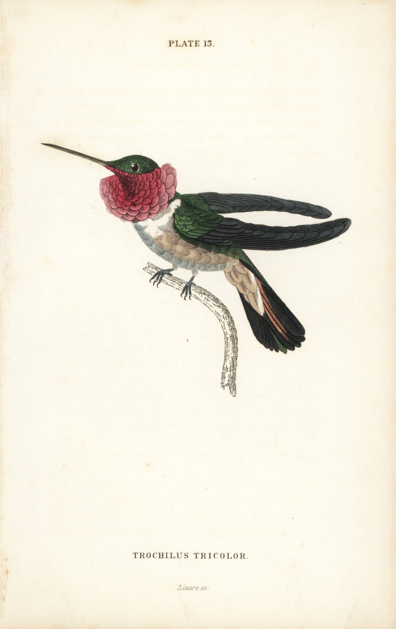 Laajahäntäkolibri, Selasphorus platycercus (Kolmivärinen kolibri, Trochilus tricolor). William Lizarsin käsin värjätty teräskaiverrus Sir William Jardinen Naturalist