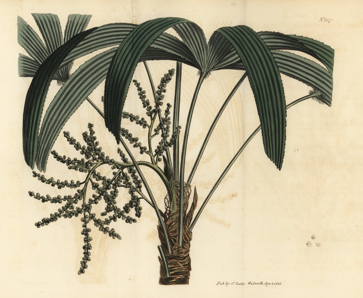 Leveälehtinen ladypalmu, Rhapis excelsa (uroskääpiöjauhettu rottinki, Rhapis flabelliformis mas tekijältä Unbekannt