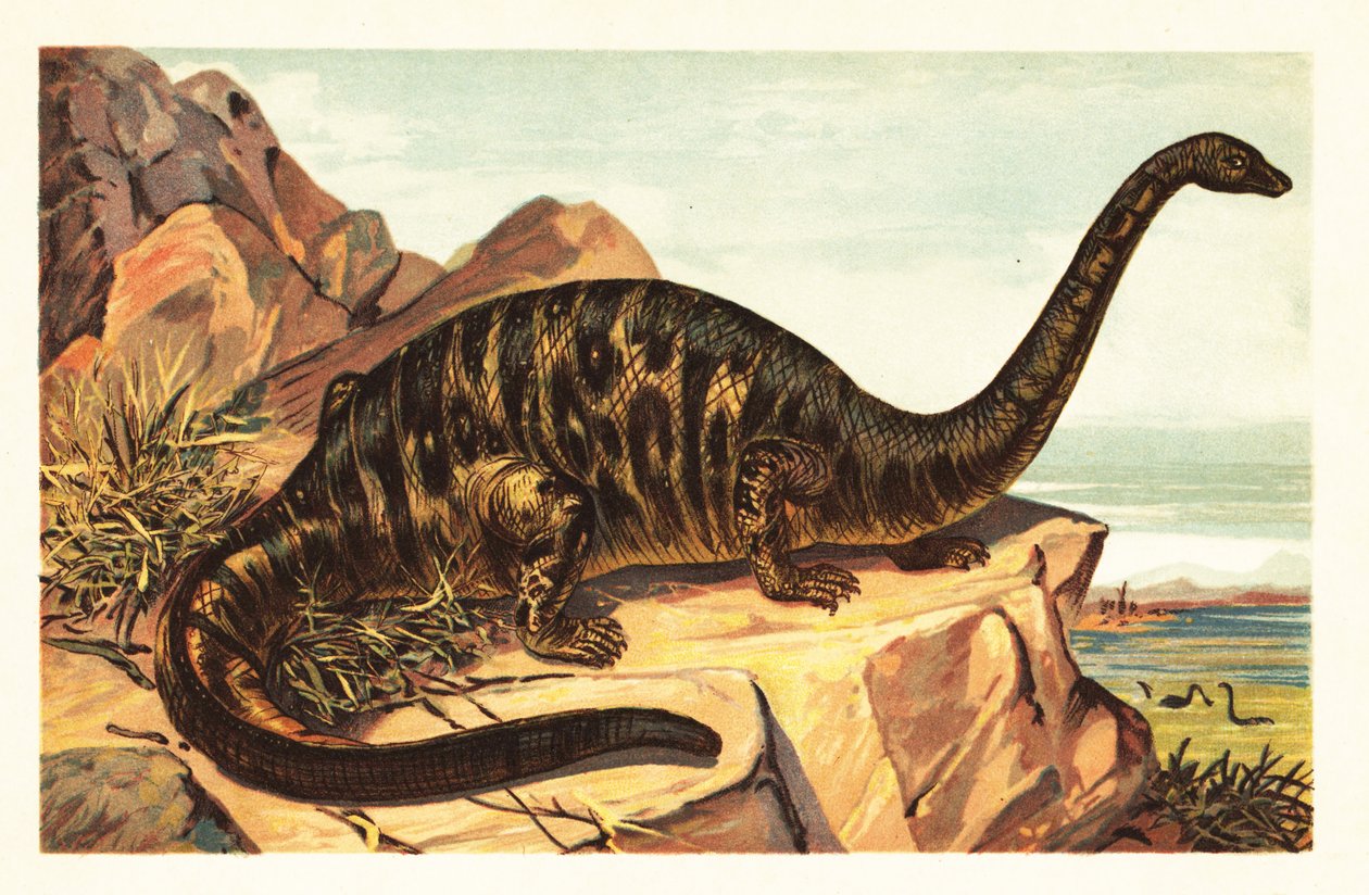 Brontosaurus excelsus, sukupuuttoon kuollut jättimäisen nelijalkaisen sau1908 (litografia) tekijältä Unbekannter Künstler