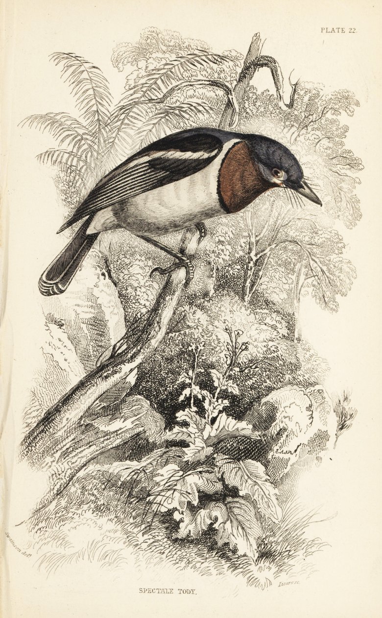 Ruskeakurkku-uikku, Platysteira cyanea (Show tody, Platystera lobata). William Lizarsin käsin väritetty teräskaiverrus William Swainsonin kuvituksen mukaan Sir William Jardinen Naturalist