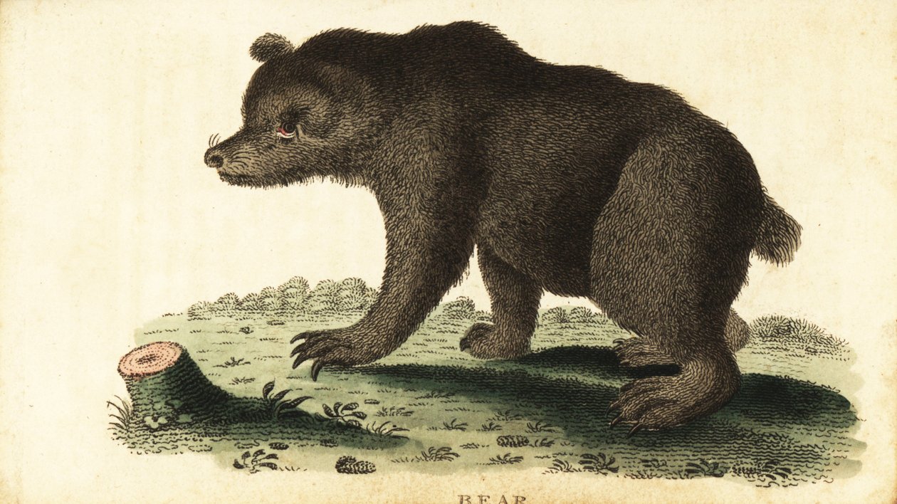 Ruskea karhu, Ursus arctos., 1800 (kaiverrus) tekijältä Unbekannter Künstler