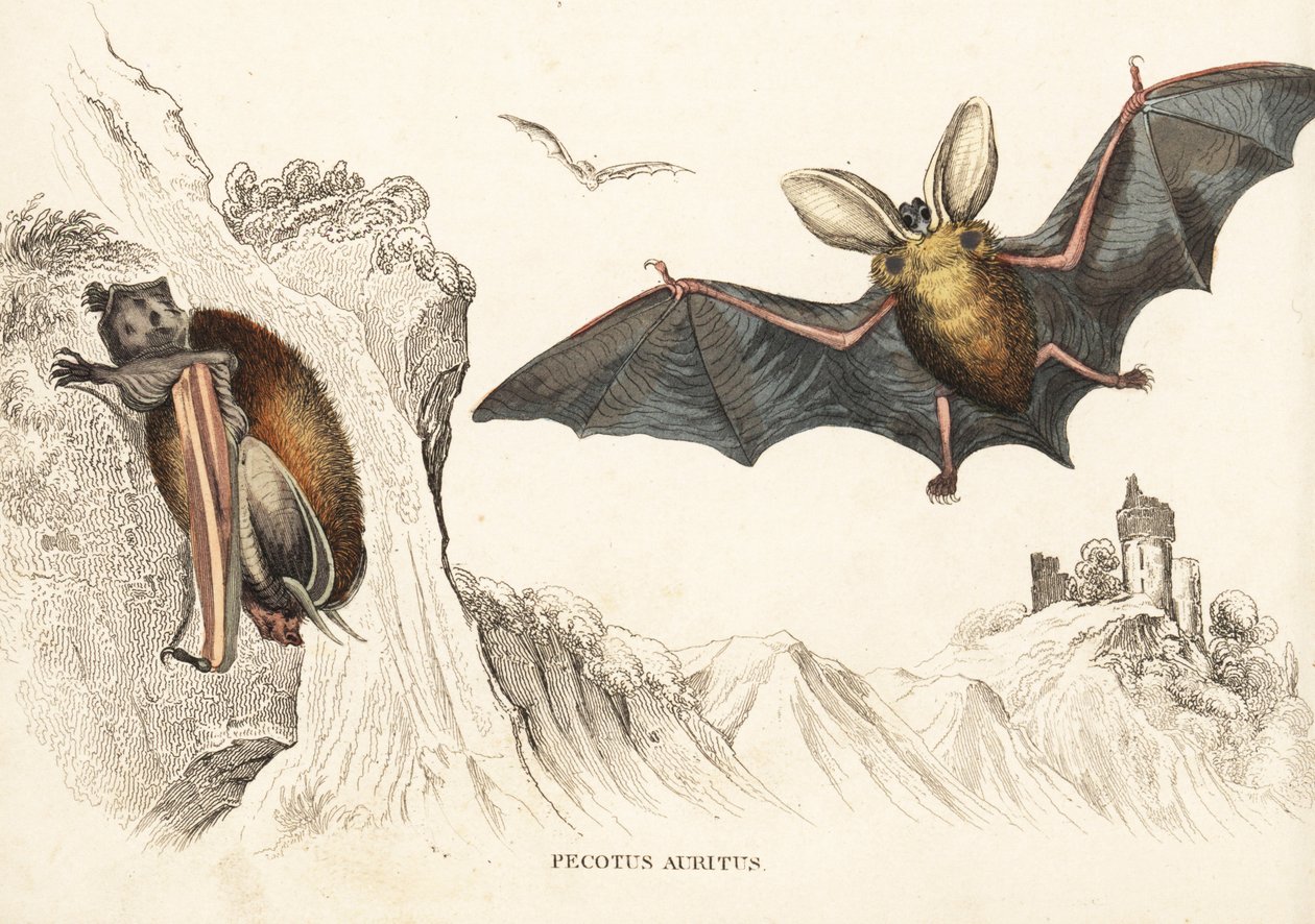Ruskopitkäkorvanlepakko tai pitkäkorvanlepakko. Käsinväritetty teräskaiverrus Georg Friedrich Treitschken luonnonhistoriallisesta galleriasta, Naturhistorischer Bildersaal des Thierreiches, Liepzig-1842. tekijältä Unbekannter Künstler