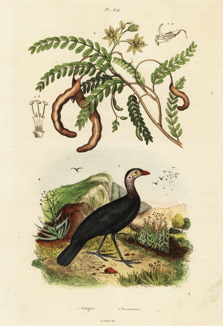 Brushturkey and tarind., 1834-1839 (kaiverrus) tekijältä Unbekannter Künstler